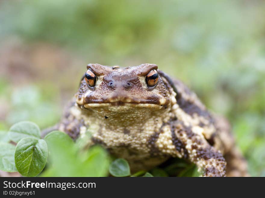 Common Toad