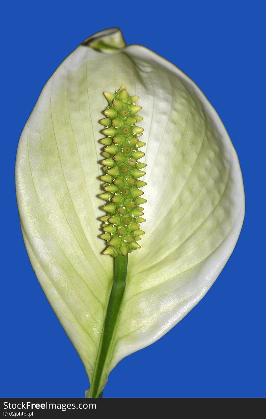 Home plant flower spathiphyllum on blue background