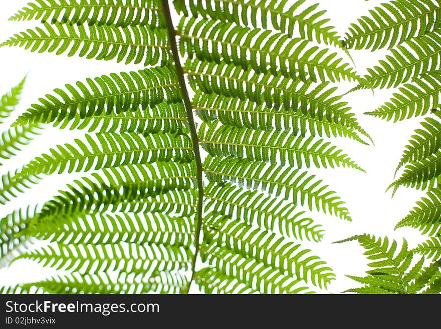 Bright Green Fern Plant leaf