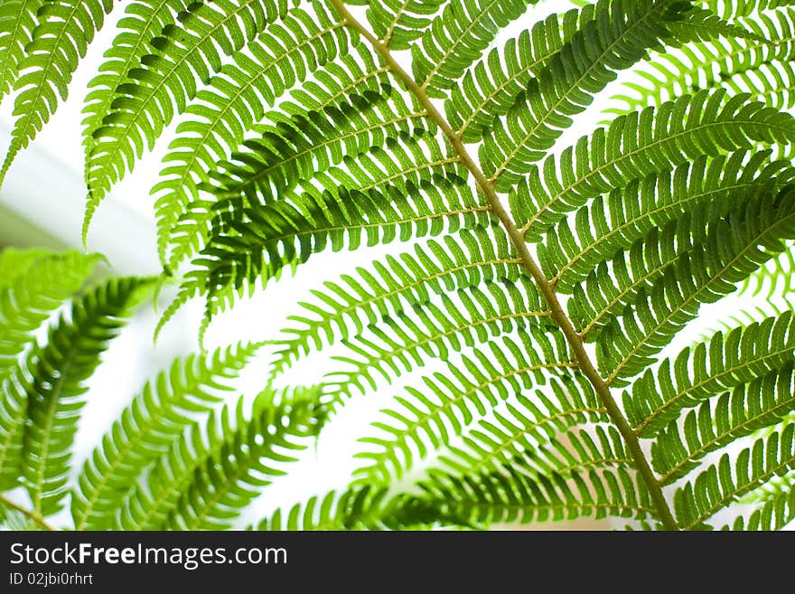 Bright Green Fern Plant leaf