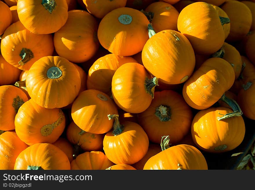 Lots of Pumpkins in a Patch. Lots of Pumpkins in a Patch