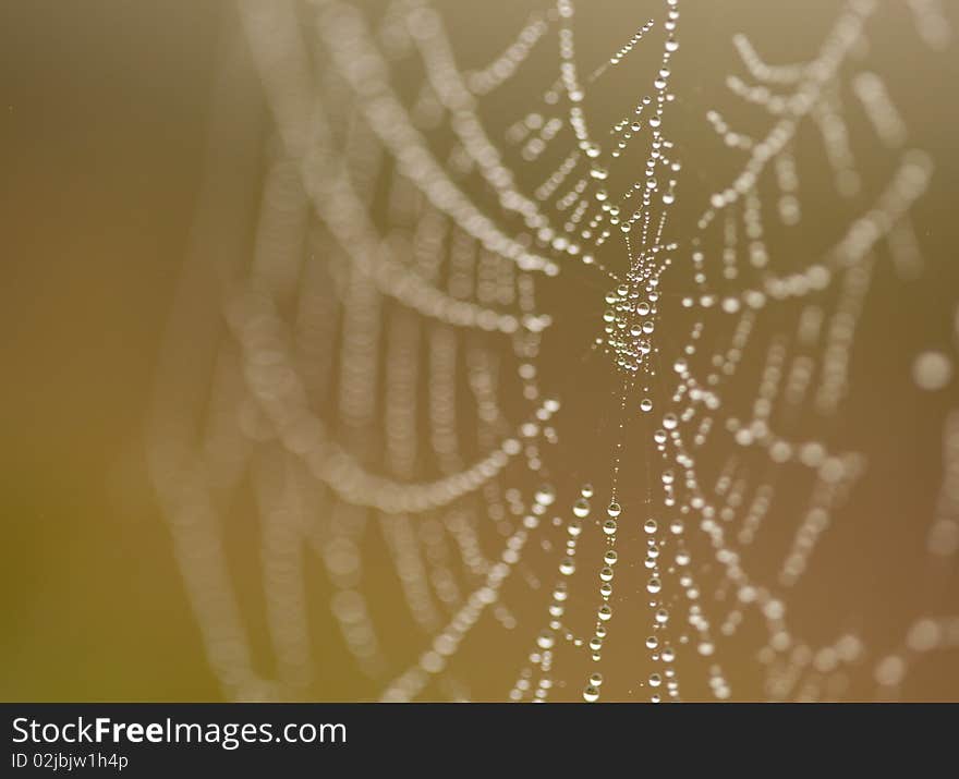 Wet Spider Web in The Morning Mist