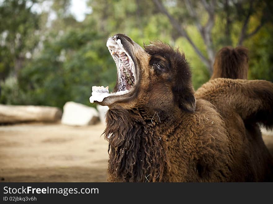 A frothy-mouthed camel yawning in a funny way. A frothy-mouthed camel yawning in a funny way.