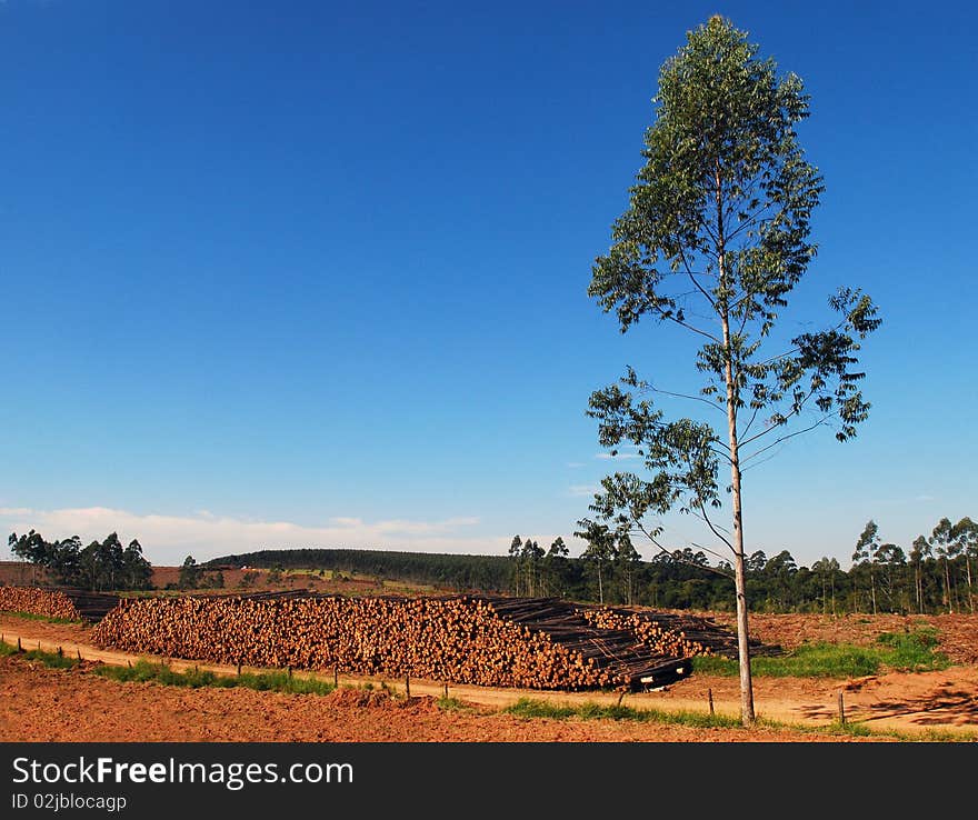 Eucalyptus trees