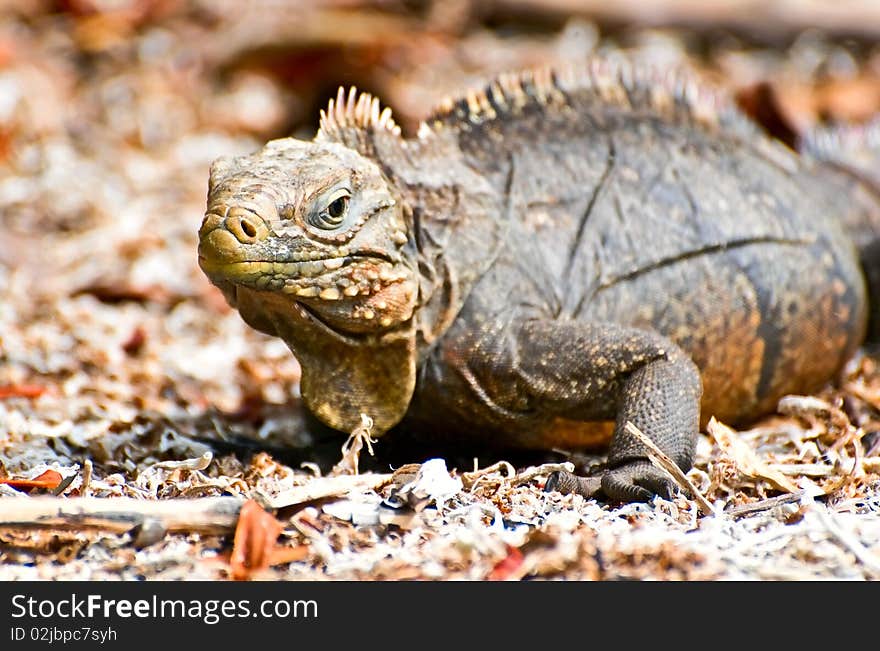 Iguana