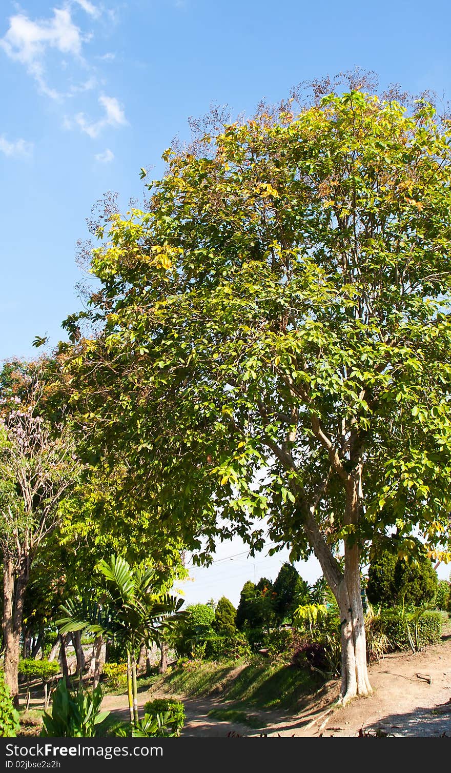 Park and sky