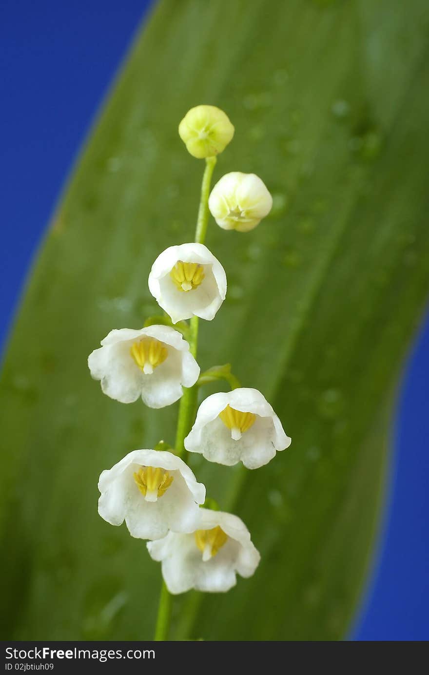 Twig of unwrapped lilies of the valley