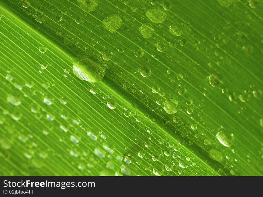 Drops on the leaf