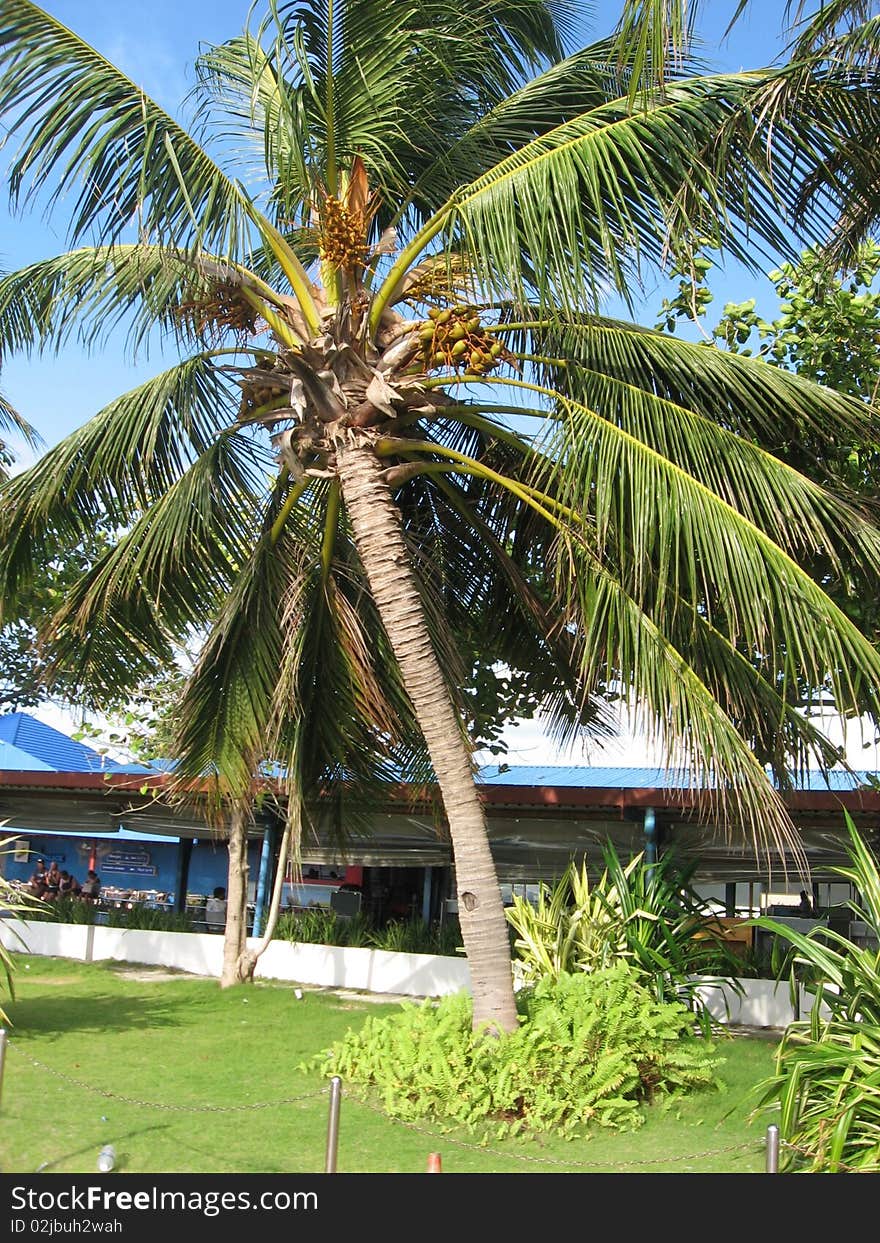 Palm tree on sunny island