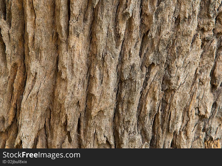 Texture Of Tree