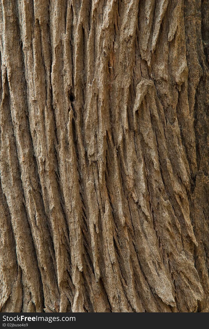 Texture Of Tree