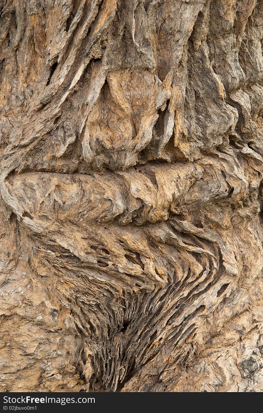 Texture Of Tree