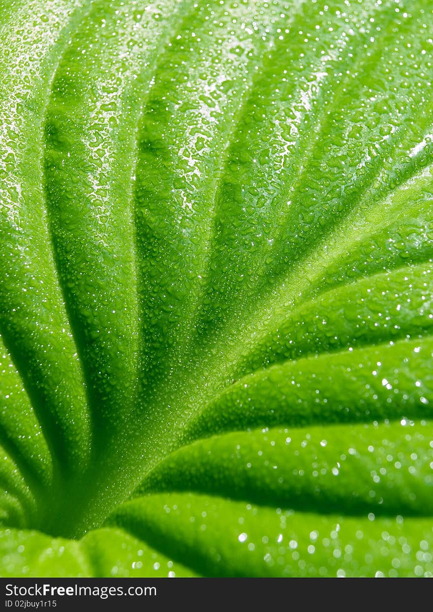 Green leaf with drops closeup background. Green leaf with drops closeup background.