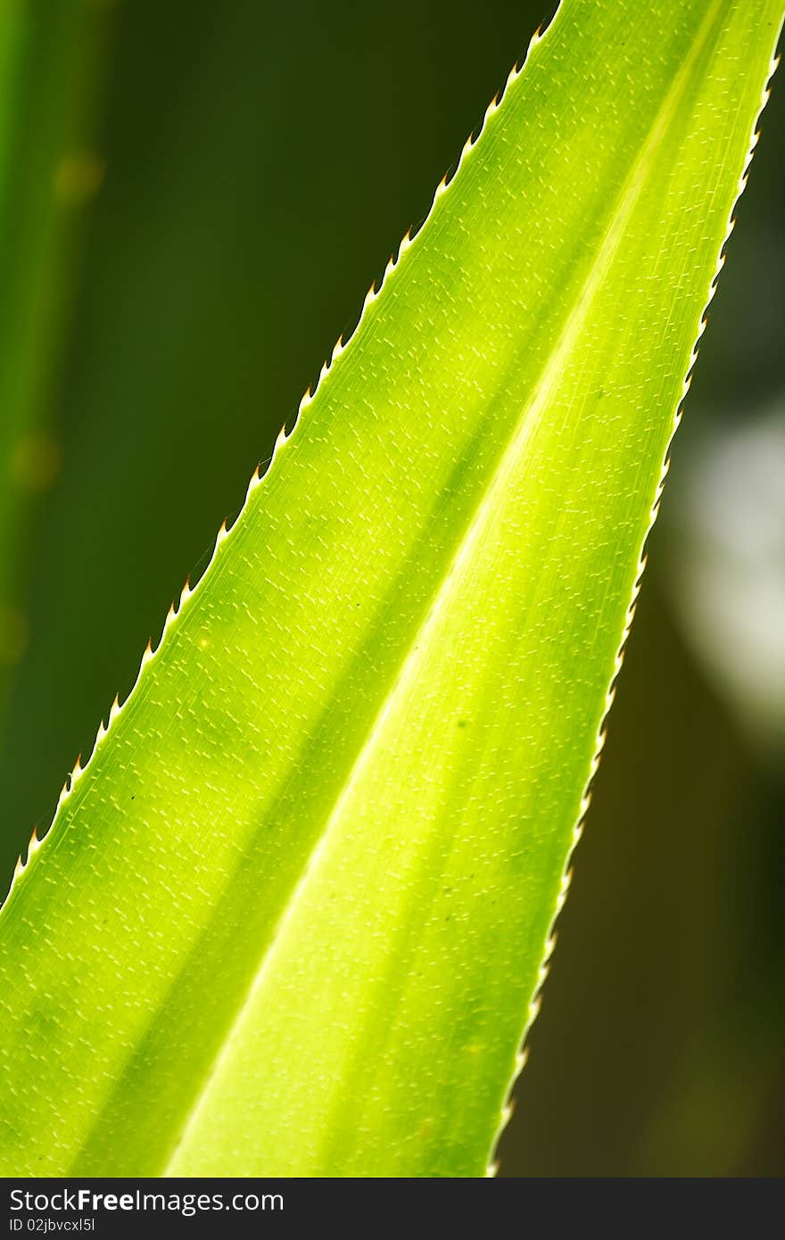 Leaf from the tropical jungle in southern of Thailand. Leaf from the tropical jungle in southern of Thailand