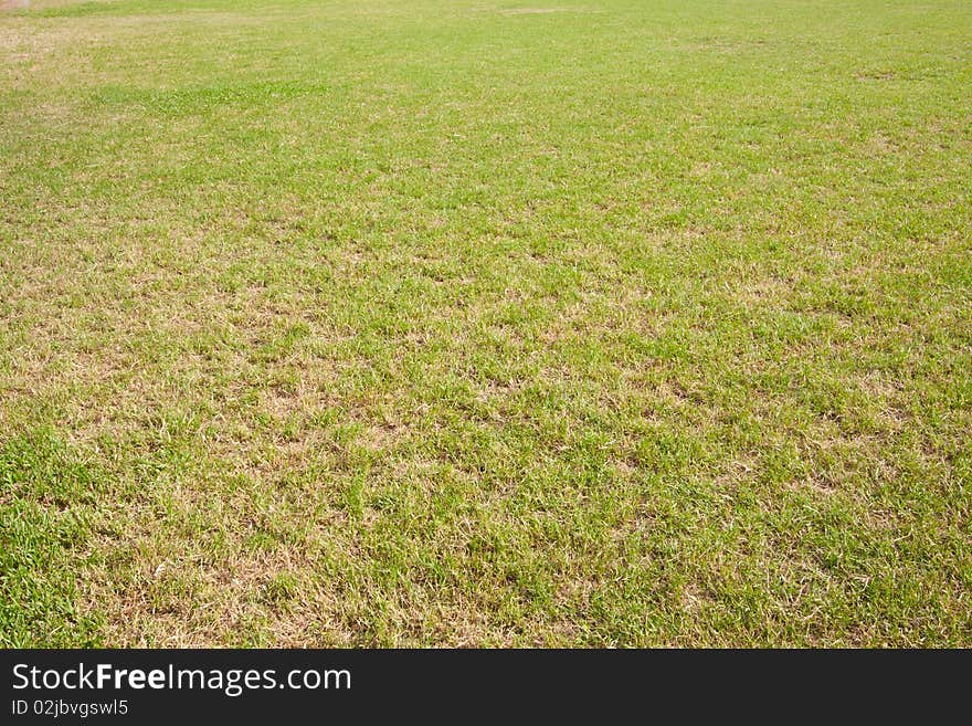 Grass in yard