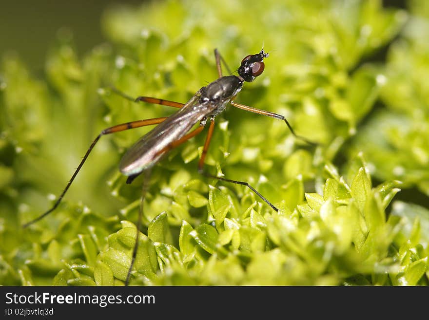 Tipula is a very large insect genus in the fly family Tipulidae. They are commonly known as crane flies or Daddy Long Legs. Worldwide there are well over a thousand species.