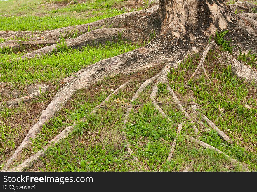 Tree on yard in the park