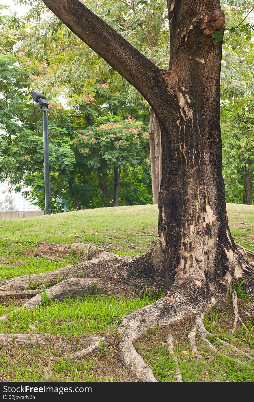 Tree on yard in the park