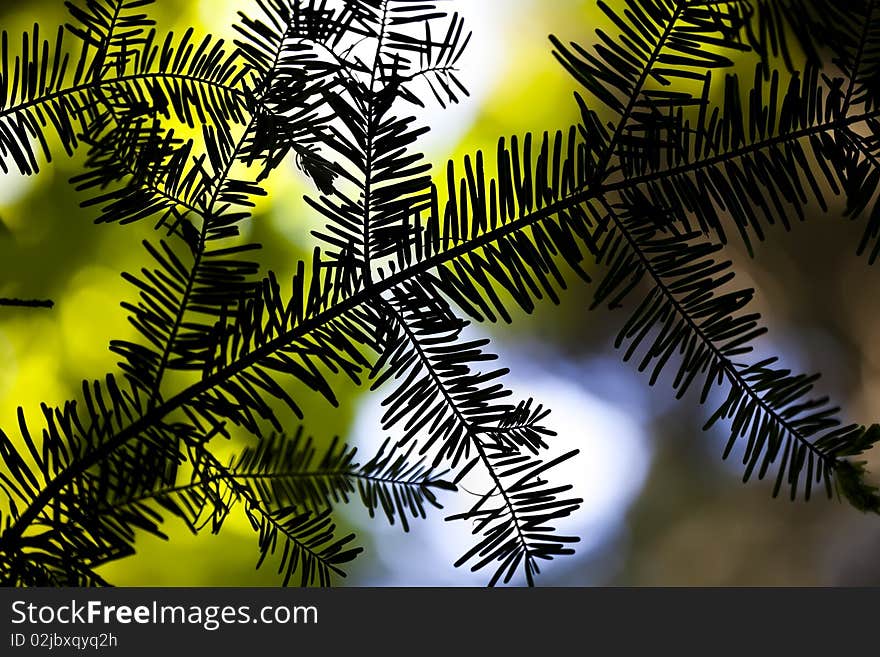 Silhouetted Branch on Colourful Background