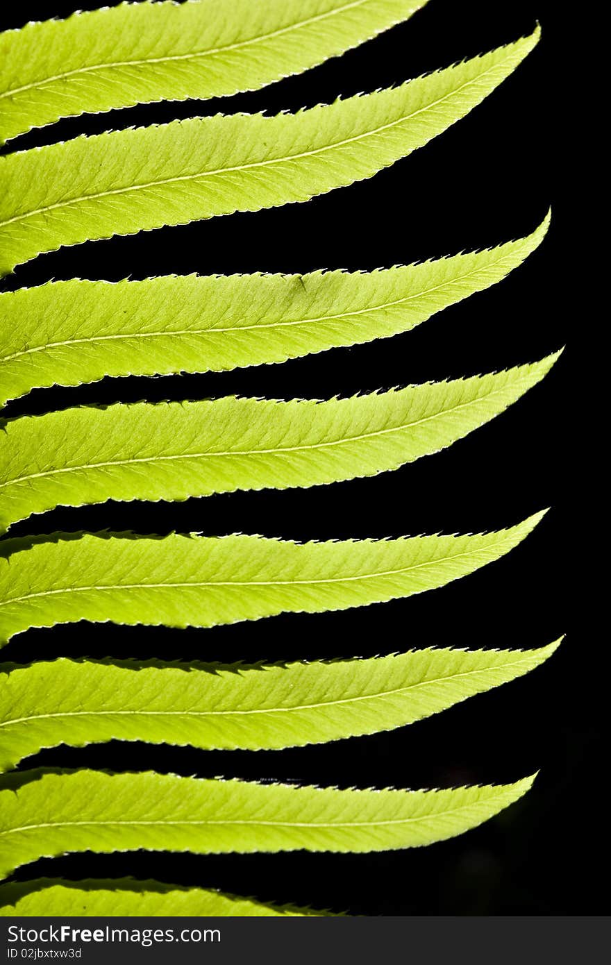 Backlit Fern Branch Leaves on Black Background