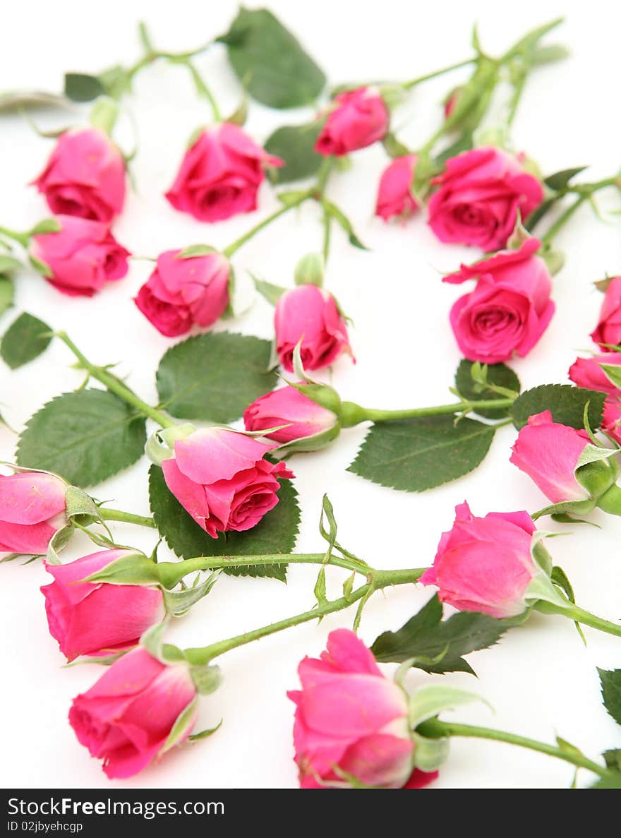 Pink roses on a white background