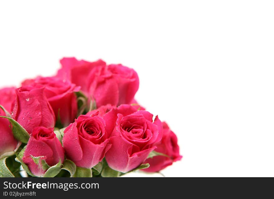 Pink roses on a white background