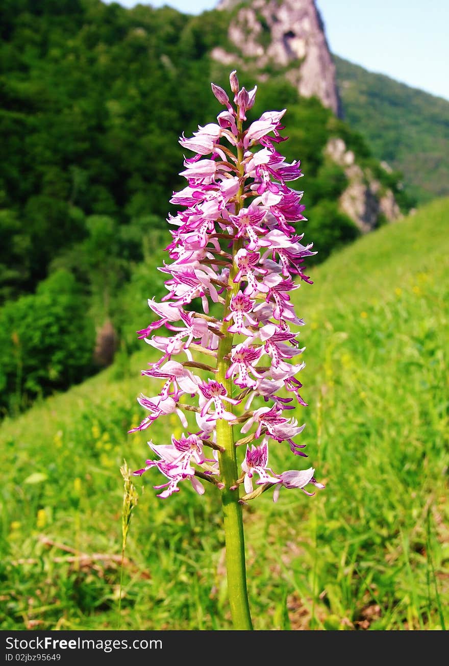 Wild european military orchid: Orchis militaris species. Wild european military orchid: Orchis militaris species