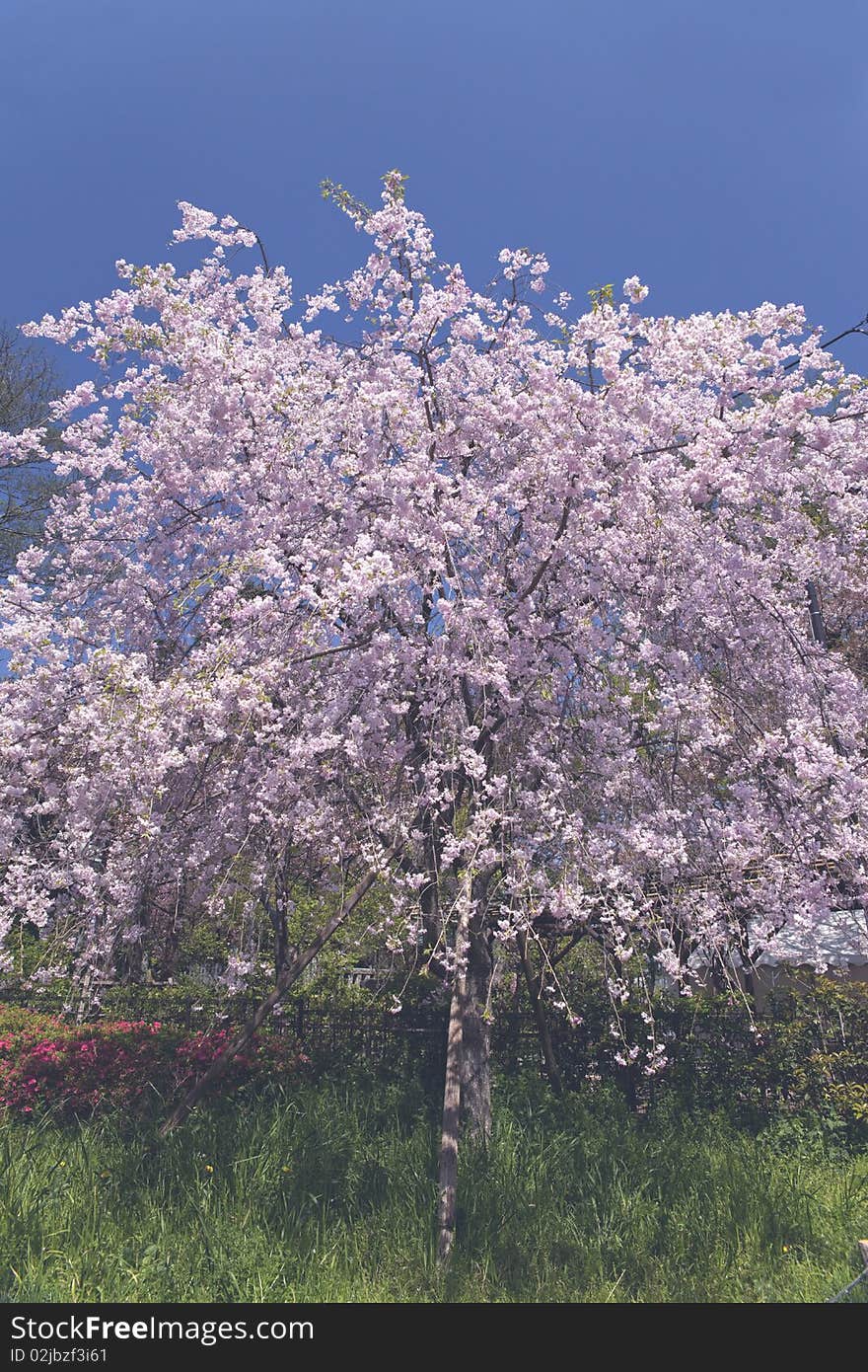 Cherry tree, temple and Tokyo Tower