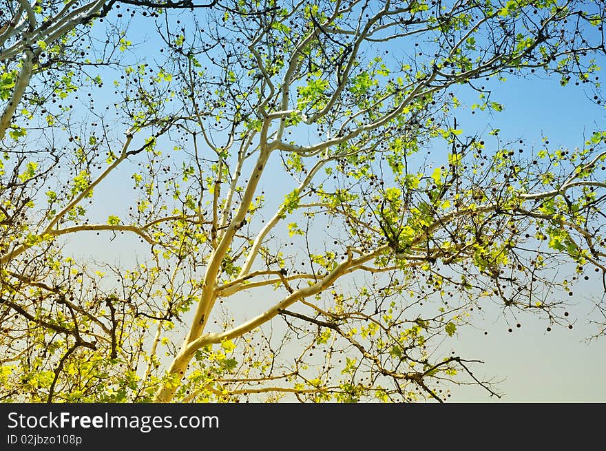 Tree branches in the background of fresh springtime sky. Tree branches in the background of fresh springtime sky