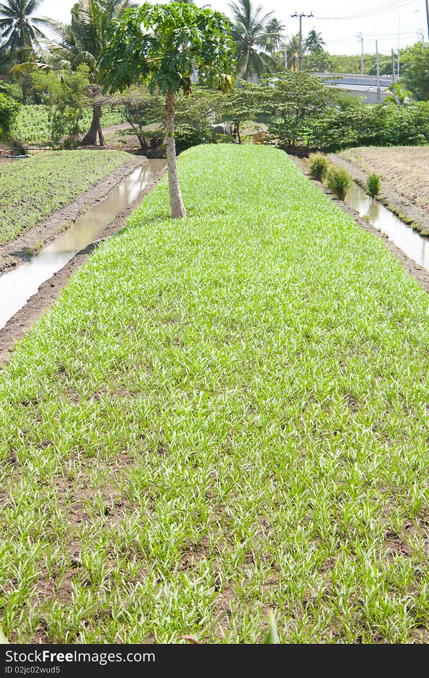 Vagetable garden,orchardist in vagetable garden