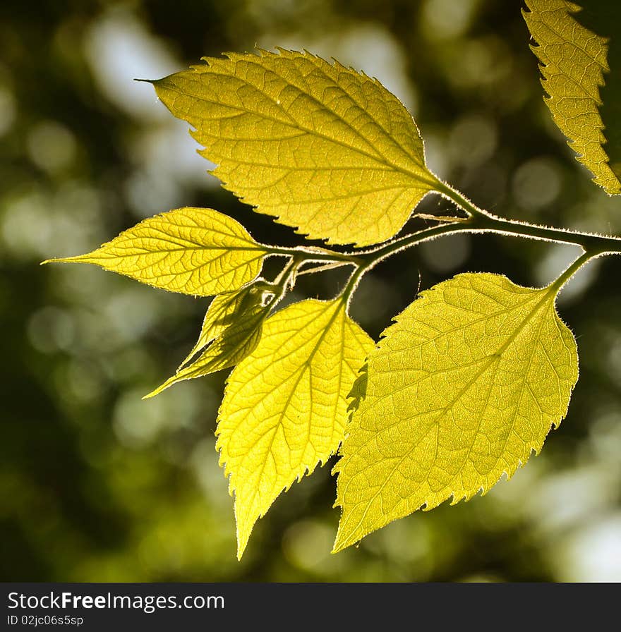 Green leafs