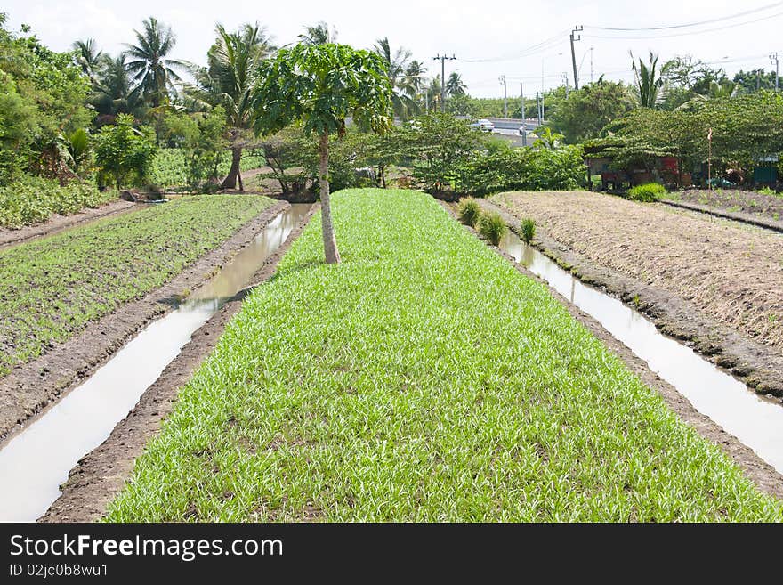 Vagetable garden,orchardist in vagetable garden