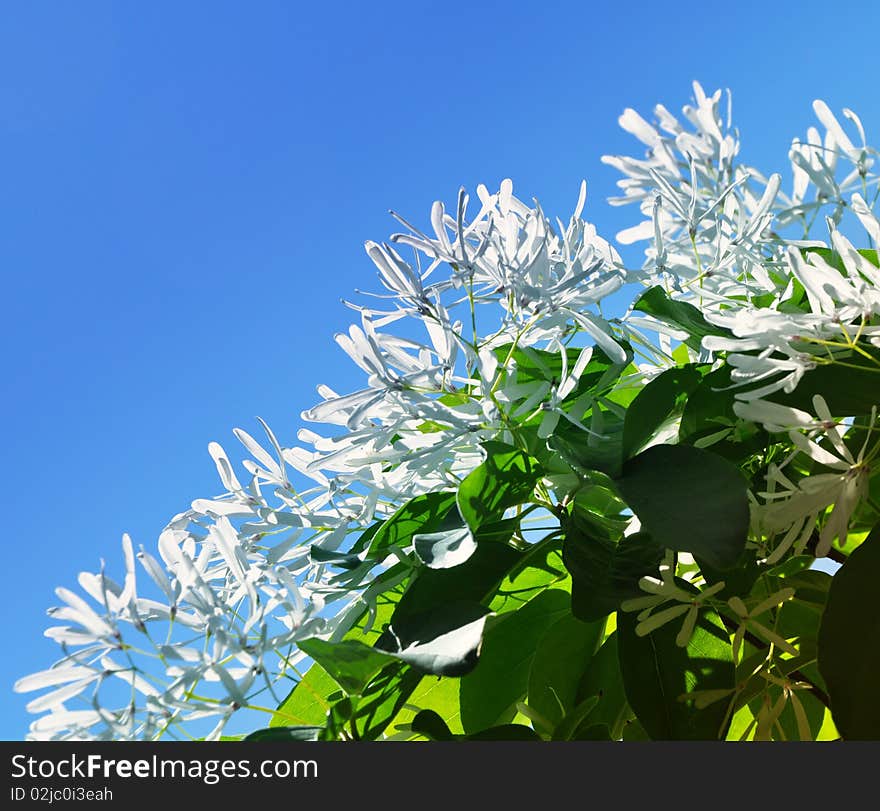 Blue - white contrast under the blue sky