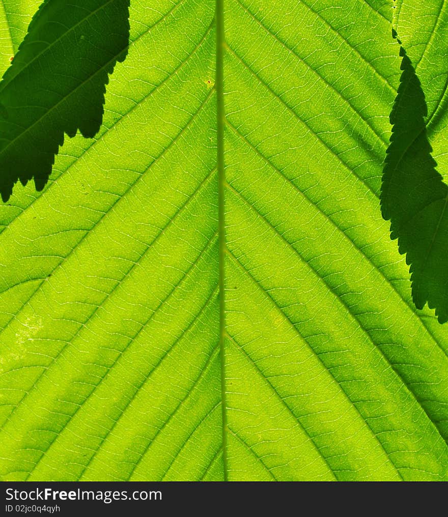 Green leaf close-up, under the spring sun rays