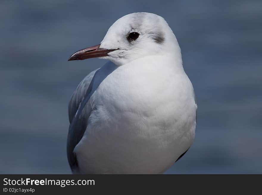 Portrait Of A Sea Gull