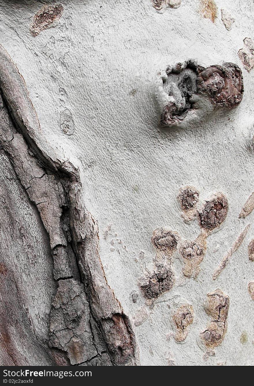 Close-up of old sycamore trunk. Close-up of old sycamore trunk