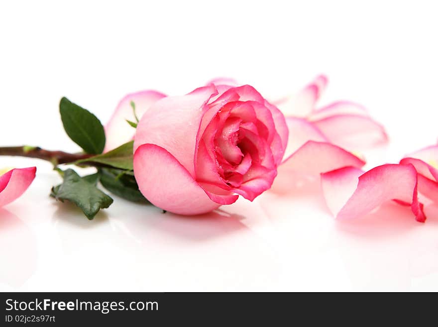 Petals and rose on a white background