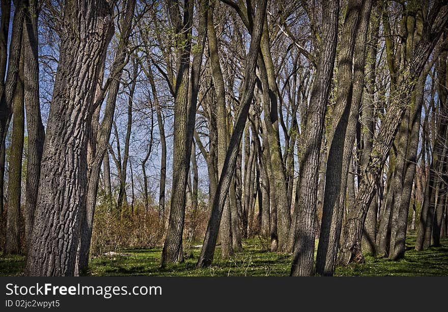 Many tree trunks filling the image area. Many tree trunks filling the image area