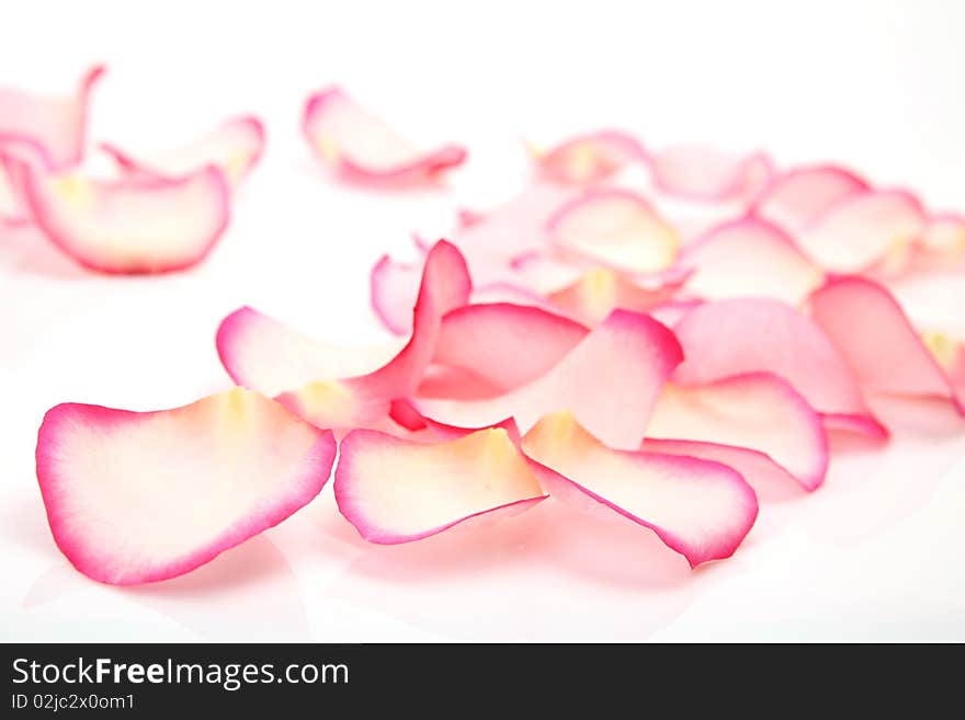 Petals of roses