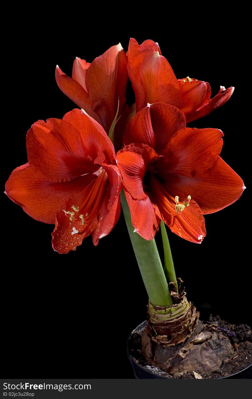 Blooming window plant red Amarillis, photographed on a dark background