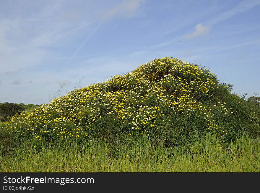 Small hill with flowers