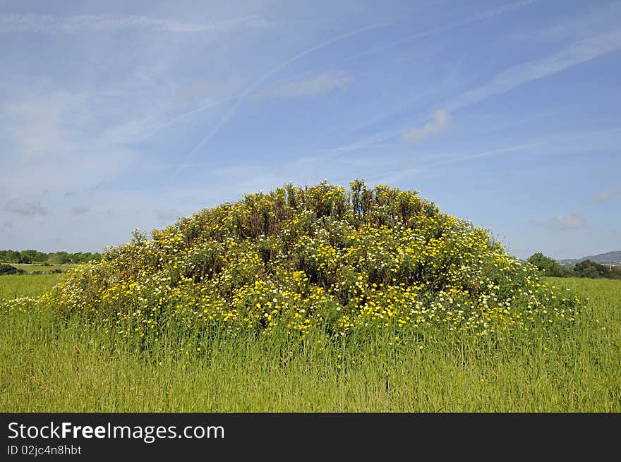 Small hill with flowers