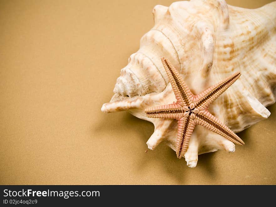 Seashell and starfish on brown background