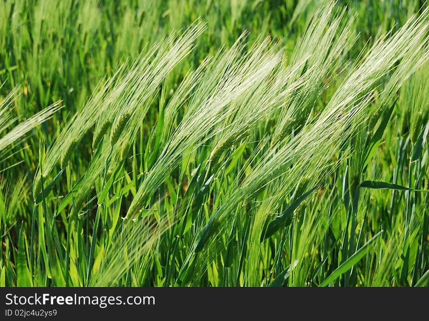 Green Grain Shoots