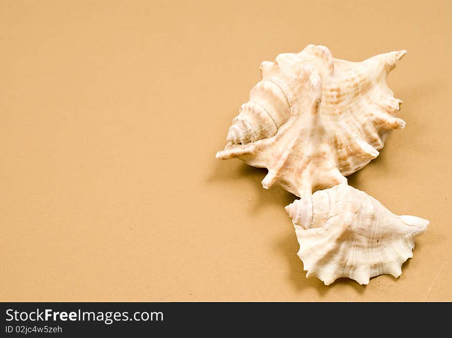 Two seashells on brown background