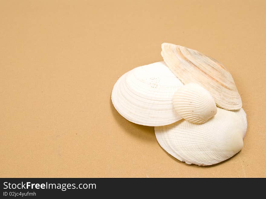 Many seashells on brown background. Many seashells on brown background