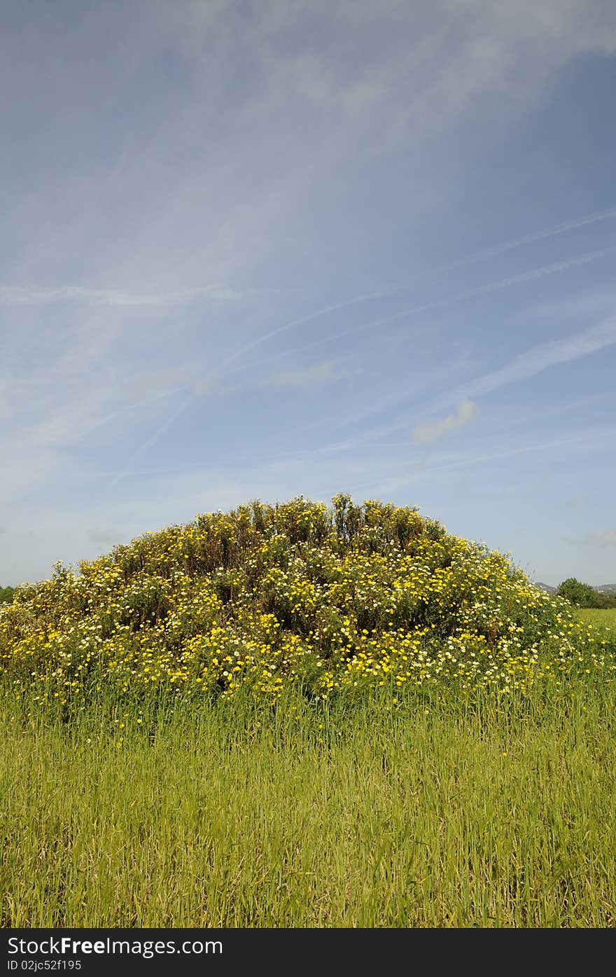 Small hill with flowers