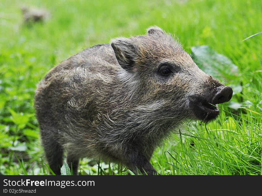 Young wild boar