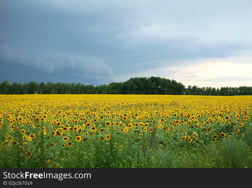 Yellow field