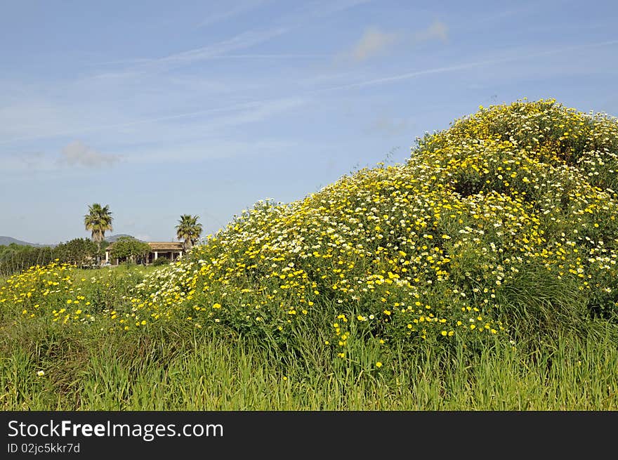 Small hill with flowers